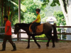 School Holiday Programme-Own A Pony Day